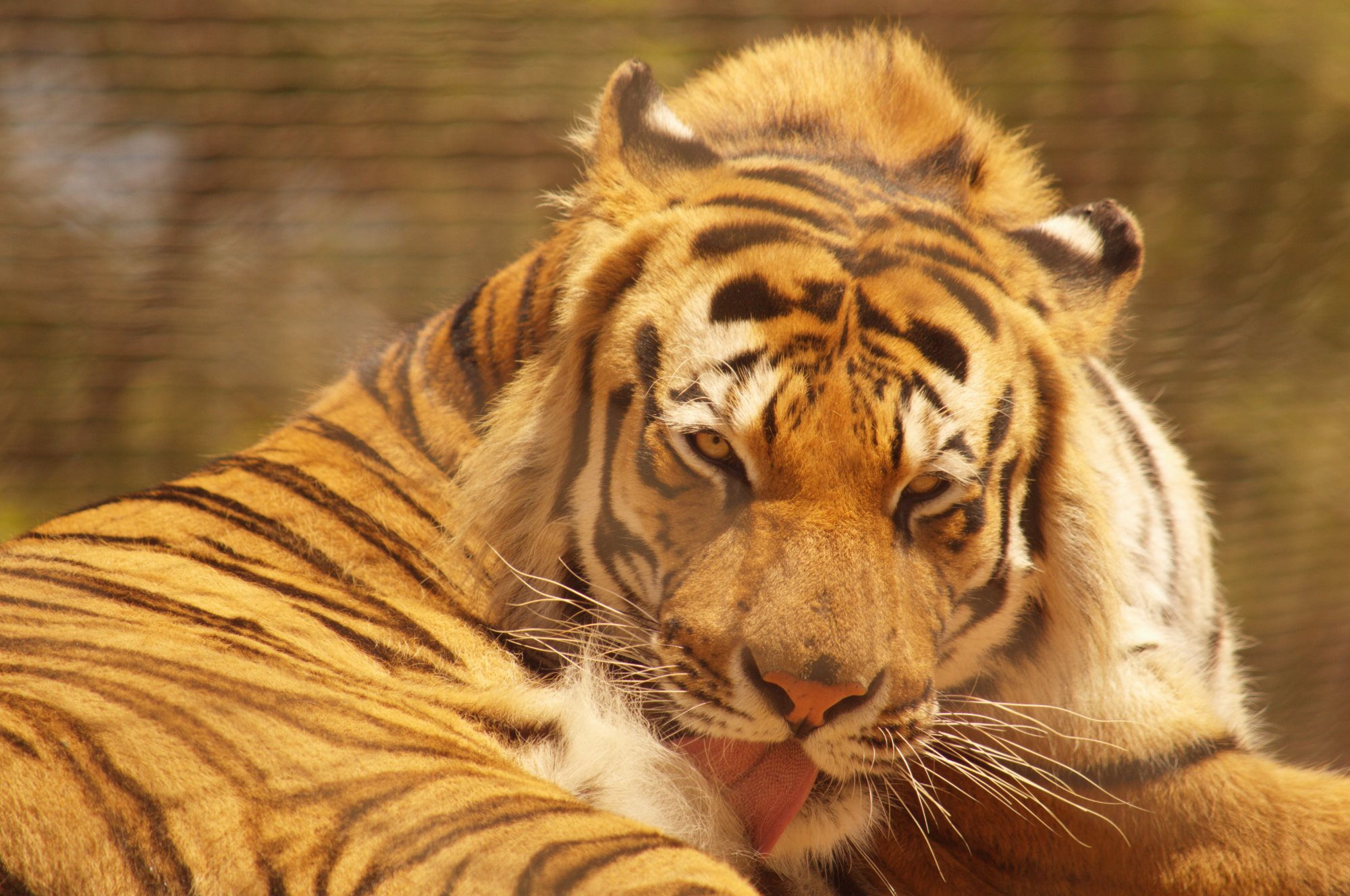 🦁 Rabat Zoo — A Wild Adventure in Morocco